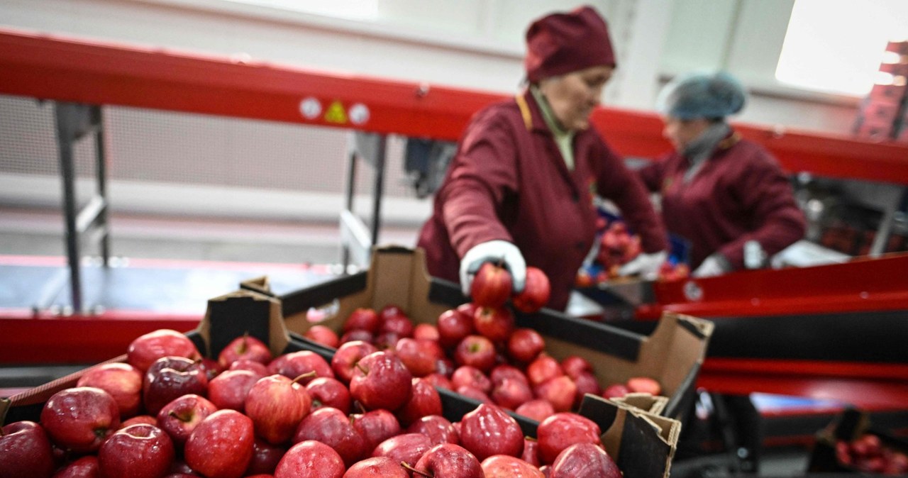 Jak twierdzą niemieccy sadownicy, ceny jabłek importowanych z Polski są "dumpingowe" /DANIEL MIHAILESCU /AFP