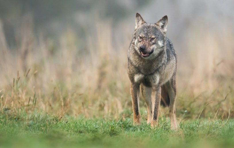 Jak twierdzi mężczyzna, wilk zaatakował go, gdy ten bronił swojego psa /123RF/PICSEL