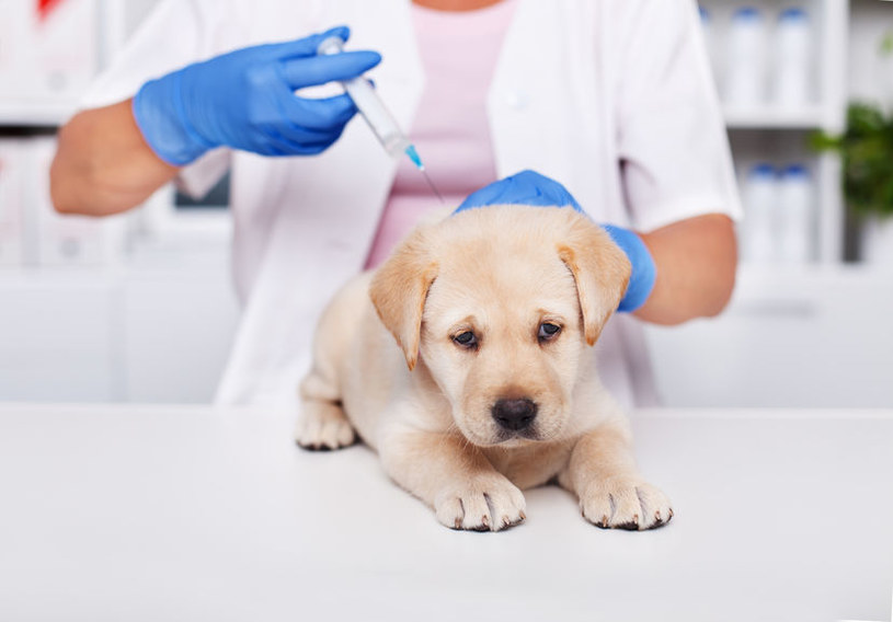 Jak uchronić psa przed groźnymi chorobami? /&copy;123RF/PICSEL