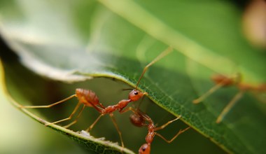 Jak uczą się mrówki? Robot nauczyciel odkrywa sekrety owadów
