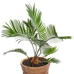 Jak uprawiać palmy w mieszkaniu?