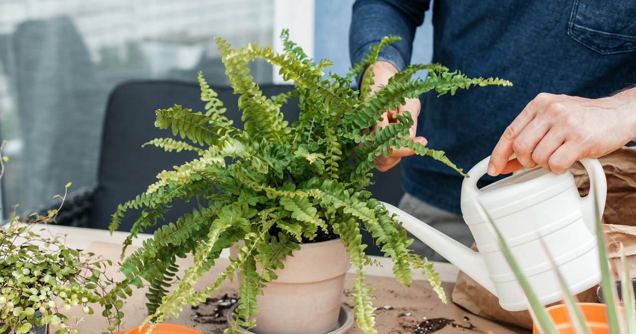 Jak uprawiać paprotkę po zimie? Nawożenie ma znaczenie. /123RF/PICSEL