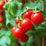 Jak uprawiać pomidory w donicach lub skrzyniach?