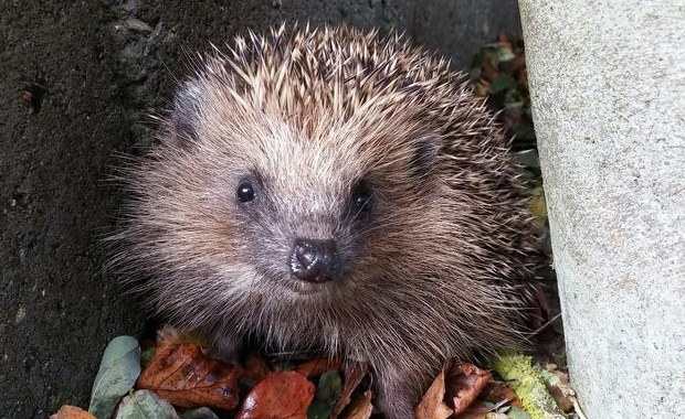 Jak uratować jeże przed niebezpieczeństwem? Naukowcy znaleźli sposób