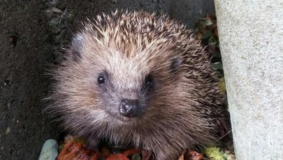 Jak uratować jeże przed niebezpieczeństwem? Naukowcy znaleźli sposób