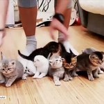 Jak ustawić gromadę kociaków do zdjęcia? 