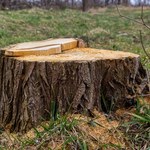 Jak usunąć pień drzewa? Wcale nie trzeba tego robić