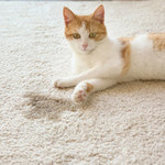 Jak usunąć zapach moczu kota z dywanu?