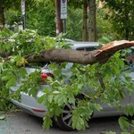 Jak uzyskać odszkodowanie, gdy drzewo spadnie na samochód?