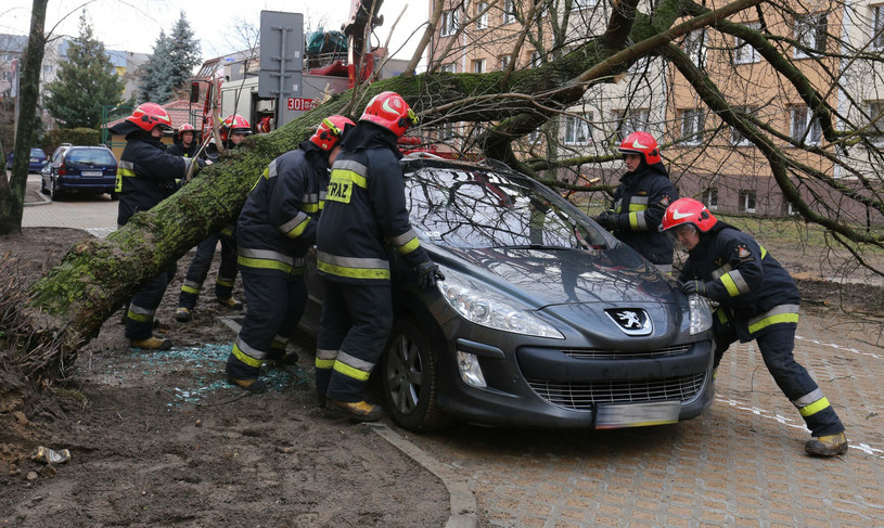 Jak uzyskać odszkodowanie, gdy drzewo uszkodzi nasz samochód? /Anatol Chomicz/Polska Press /East News