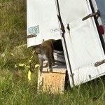 Jak w filmie! Makaki z laboratorium uciekły z ciężarówki 