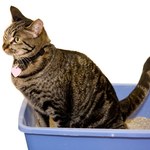 Jak w naturalny sposób wyczyścić koci mocz i usunąć jego zapach?