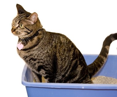 Jak w naturalny sposób wyczyścić koci mocz i usunąć jego zapach?