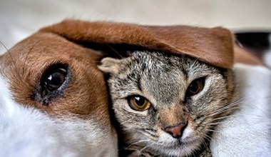 Jak widzą koty, a jak psy? Niektóre fakty zaskakują