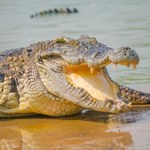 Jak wielkie i groźne mogą być krokodyle? Tego możesz o nich nie wiedzieć