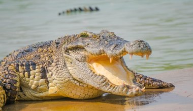 Jak wielkie i groźne mogą być krokodyle? Tego możesz o nich nie wiedzieć
