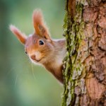 Jak wiewiórki radzą sobie ze zmianami klimatu? Wyniki badań zaskakują