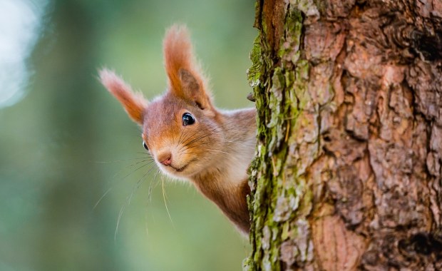 Jak wiewiórki radzą sobie ze zmianami klimatu? Wyniki badań zaskakują