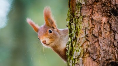 Jak wiewiórki radzą sobie ze zmianami klimatu? Wyniki badań zaskakują