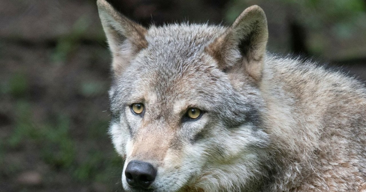 Jak wilk szary odmienił ekosystem Yellowstone? /THOMAS KIENZLE/AFP /East News