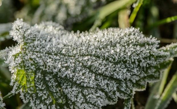 Jak wiosenne przymrozki wypłynęły na uprawy? Niepokojące wieści 