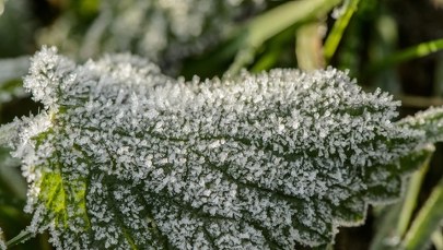 Jak wiosenne przymrozki wypłynęły na uprawy? Niepokojące wieści 