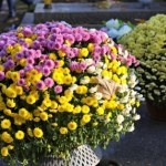 ​Jak wydłużyć świeżość kwiatów na grobie? Prosty trik na Wszystkich Świętych