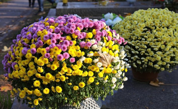 ​Jak wydłużyć świeżość kwiatów na grobie? Prosty trik na Wszystkich Świętych