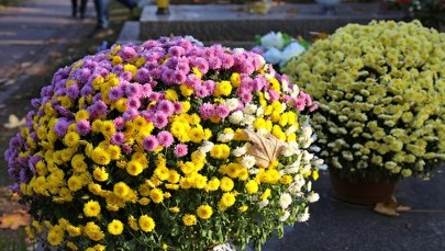 ​Jak wydłużyć świeżość kwiatów na grobie? Prosty trik na Wszystkich Świętych