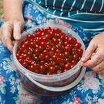Jak wydrylować wiśnie bez drylownicy? Sposób mojej babci jest genialny 