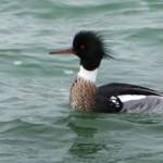 Jak wygląda nurogęś? Charakterystyka, występowanie i zachowania drapieżnika