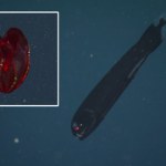 gatunki Jak wygląda świat pod powierzchnią oceanów? Najbardziej niezwykłe zwierzęta głębinowe