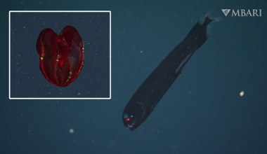 Jak wygląda świat pod powierzchnią oceanów? Najbardziej niezwykłe zwierzęta głębinowe