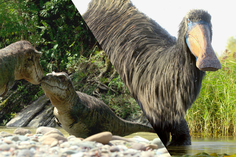 Jak wyglądały dinozaury gdy chodziły po Ziemi 66 milionów lat temu? Serial "Prehistoric Planet" pokazuje to najlepiej w historii /Apple TV+ /materiały prasowe