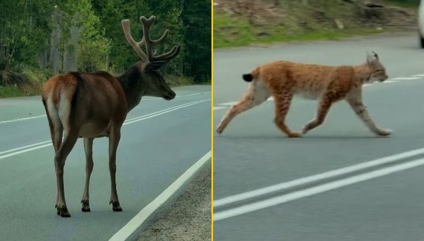 Jak wygrana na loterii. Niezwykłe nagranie rysia i jelenia z Zakopanego