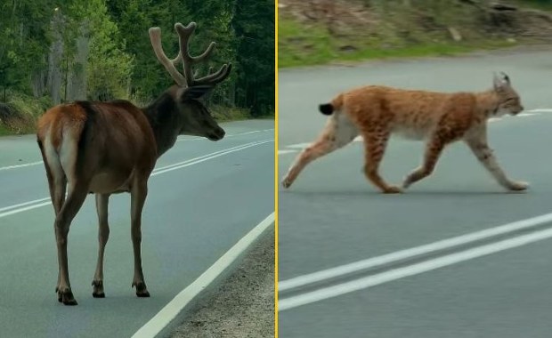 Jak wygrana na loterii. Niezwykłe nagranie rysia i jelenia z Zakopanego