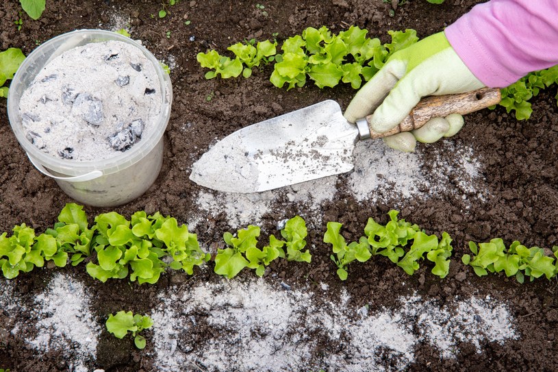 Jak wykorzystać popiół w ogrodzie do nawożenia roślin? /123RF/PICSEL