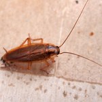 Jak wytępić karaluchy? Domowe sposoby