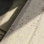 Jak wytępić mrówki w domu i pozbyć się ich raz na zawsze?