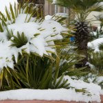 Jak zabezpieczyć palmę na zimę? Poradnik krok po kroku