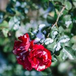 Jak zabezpieczyć róże na pniu zimą? Mało kto zna ten sposób