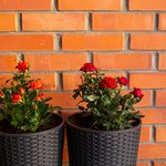 Jak zabezpieczyć róże w donicy na zimę? Ten sposób jest najlepszy na mróz
