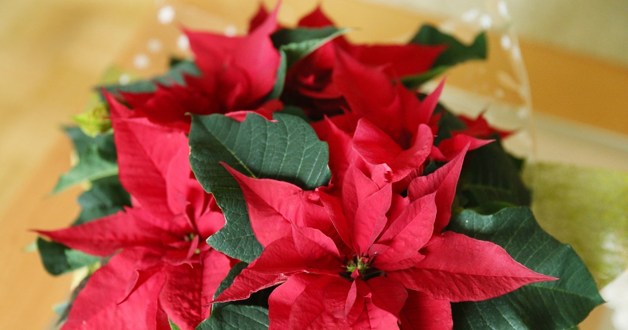 Jak zadbać o gwiazdę betlejemską? Tak przywrócisz jej wigor oraz piękny wygląd /Pixel
