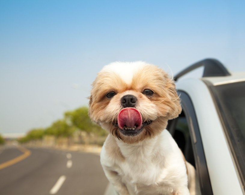Jak zadbać o komfort i bezpieczeństwo psa podczas jazdy autem? /123RF/PICSEL