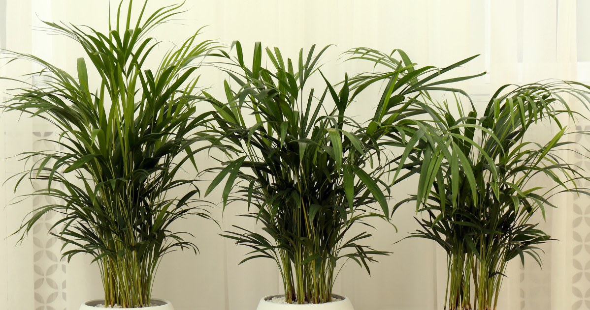 Jak zadbać o plamę, aby dobrze rosła? /123RF/PICSEL