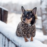 Jak zadbać o psa w czasie zimy? Cenne wskazówki