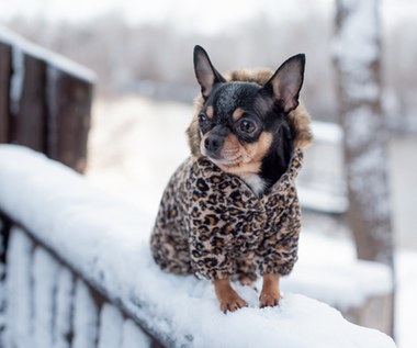 Jak zadbać o psa w czasie zimy? Cenne wskazówki