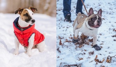 Jak zadbać o psa zimą? Wiele osób popełnia te błędy