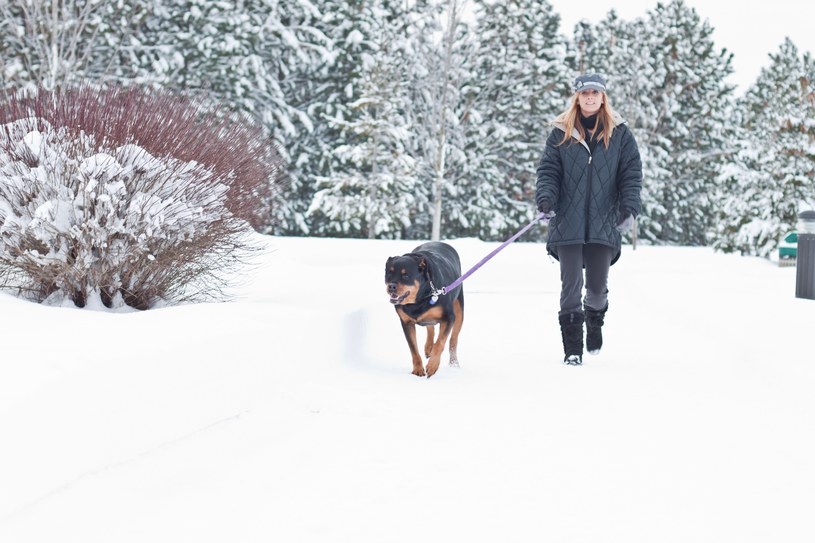 Jak zadbać o psa zimą? /123RF/PICSEL