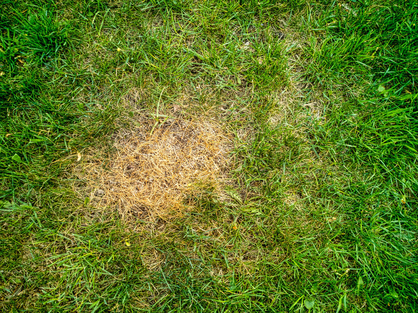 Jak zadbać o trawnik, aby nie pojawiały się na nim żółte plamy? /123RF/PICSEL